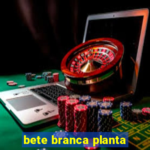 bete branca planta